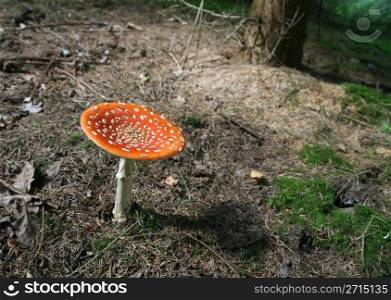 red and white mushroom close up