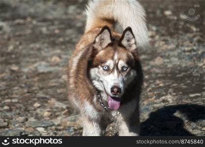 Red and white siberian male husky dog closeup on gravel road background