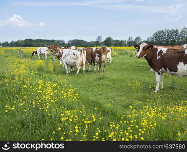 red and white spotted cows and buttercups in dutch summer meadow near utrecht and amersfoort in the netherlands