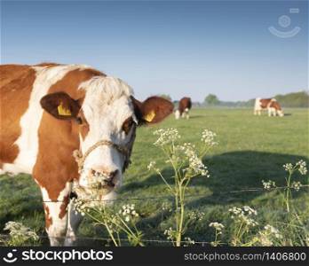red and white spotted cows in spring meadow with flowers in holland in beautiful early morning light