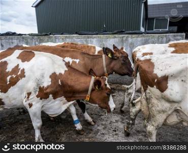 red and white spotted cows run to farm in holland for milking
