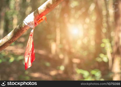 Red and white striped caution tape bind on tree for researcher in biodiversity research plot. Lost in the woods concept.