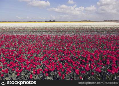 red and white tulips in colorful landscape of dutch noordoostpolder with blue sky