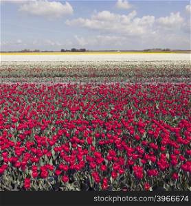 red and white tulips in colorful landscape of dutch noordoostpolder with blue sky and clouds
