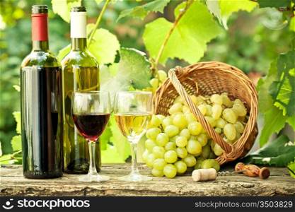 Red and white wine bottles, two glasses and bunch of grapes in basket against vineyard in spring