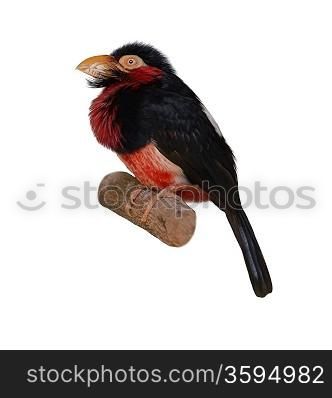 Red-And-Yellow Barbet. Trachyphonus Erythrocephalus. On White Background