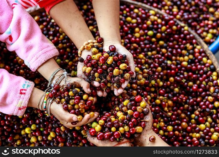 red and yellow coffee beans in children hand and coffee beans on container background close up selective focus angle view shot
