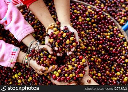 red and yellow coffee beans in children hand and coffee beans on container background close up selective focus angle view shot