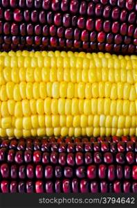 Red and yellow corn ear background