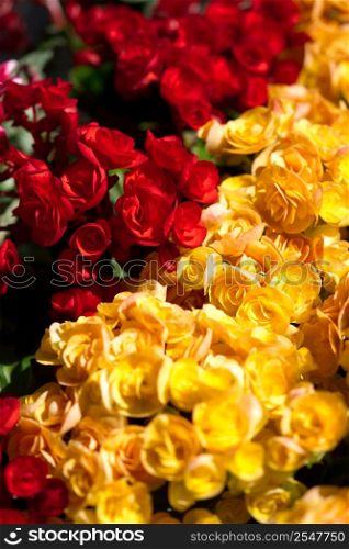 Red and yellow flowers close-up