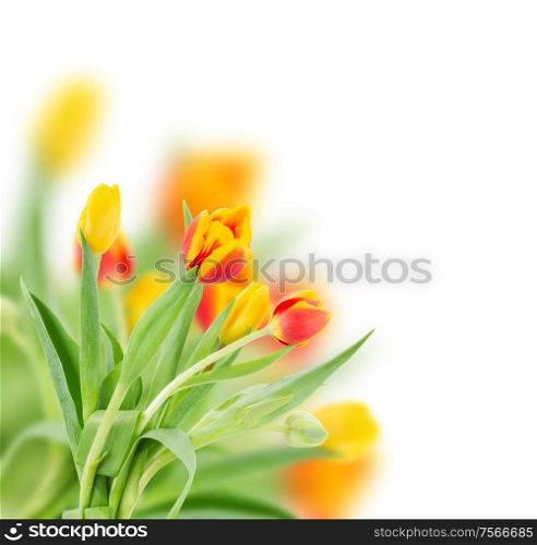 red and yellow fresh spring tulips isolated on white background. red and yellow fresh tulips