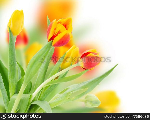 red and yellow fresh spring tulips isolated on white background. red and yellow fresh tulips