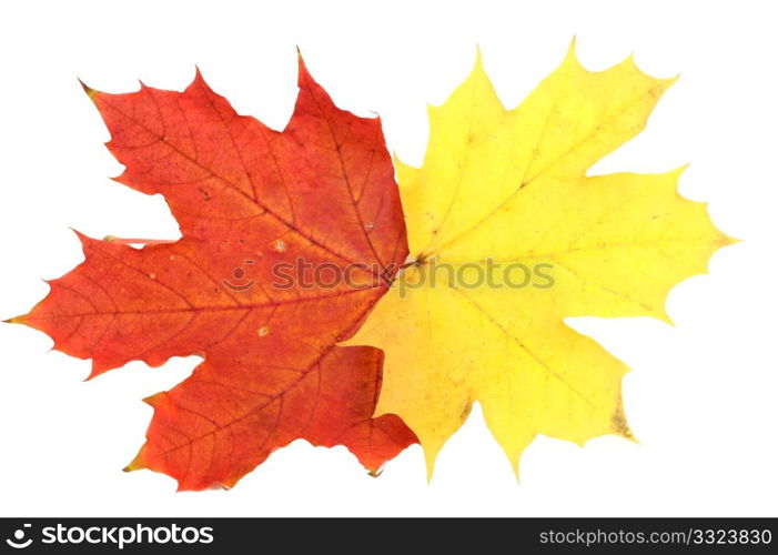 Red and yellow maple autumn leaves on a white background