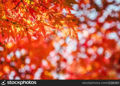 Red and yellow maple leaves during autumn in Japan