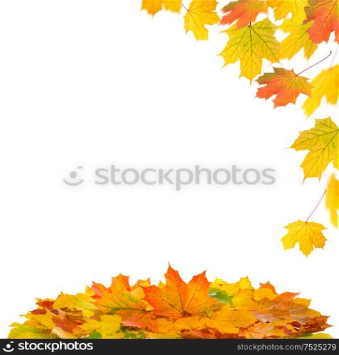 Red and yellow maple leaves isolated on white background. Autumn fall seasonal concept