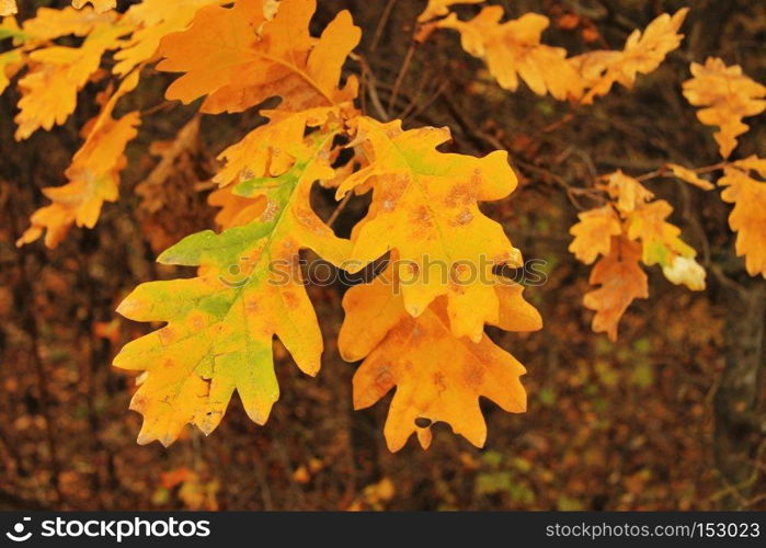 Red and yellow oak autumn leaves on the branch of tree in the forest