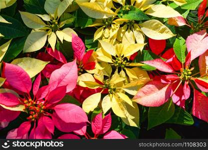 Red and yellow Poinsettia flowers Colorful blooming in the garden / Christmas star flowers plant - Euphorbia pulcherrima
