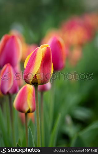 Red and yellow tulip flowers
