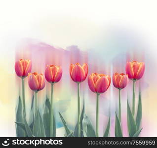 Red and yellow tulip flowers in a row