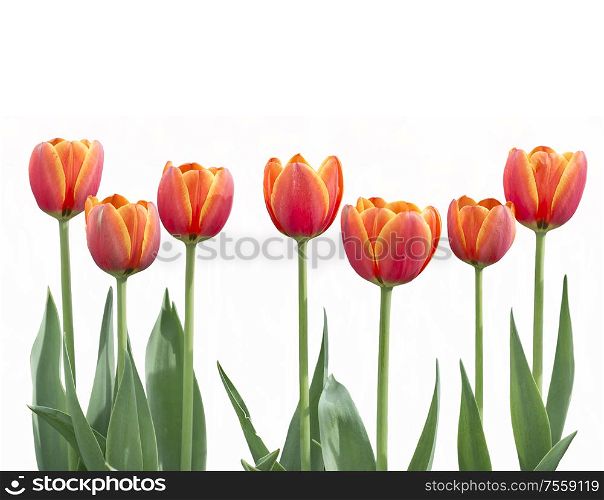 Red and yellow tulip flowers in a row isolated on white background
