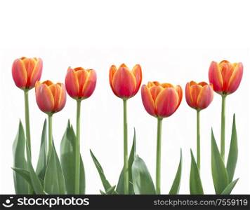 Red and yellow tulip flowers in a row isolated on white background