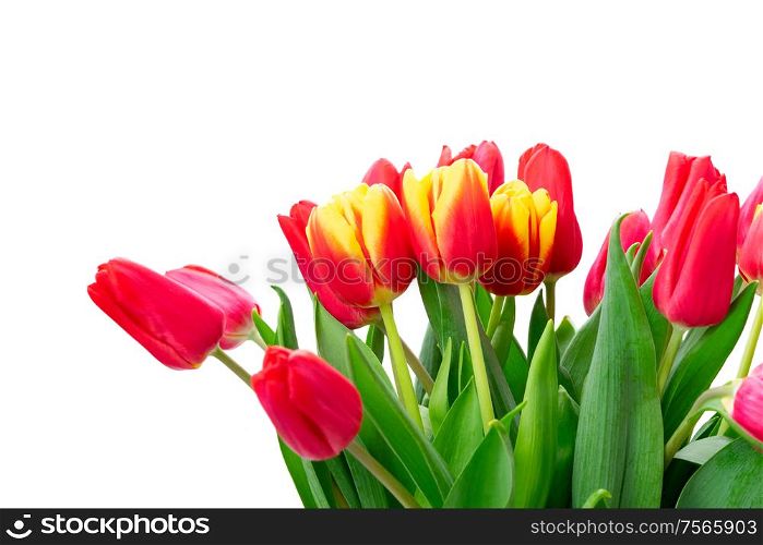 red and yellow tulips fresh flowers bouquet isolated on white background. red and yellow tulips