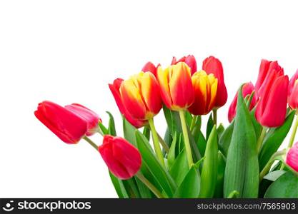 red and yellow tulips fresh flowers bouquet isolated on white background. red and yellow tulips