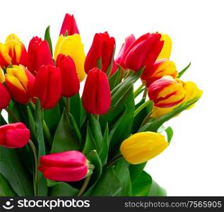 red and yellow tulips fresh flowers isolated on white background. red and yellow tulips