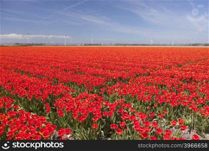 red and yellow tulips in colorful landscape of dutch noordoostpolder with wind turbines and blue sky in the background
