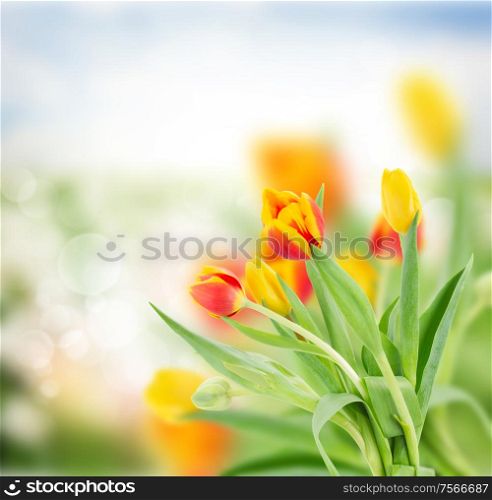 red and yellow tulips in garden on bokeh background with grass and sky. red and yellow tulips in garden