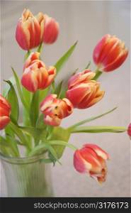 Red and yellow tulips in vase.
