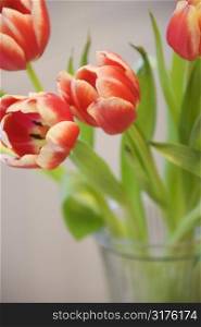 Red and yellow tulips in vase.