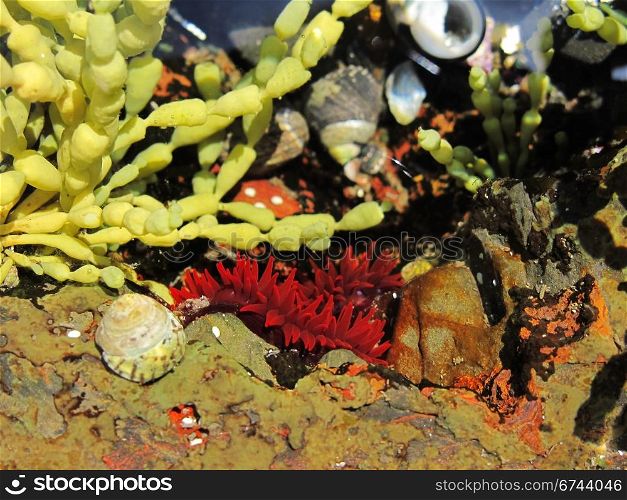 red anemone in its natural habitat. red anemone in a tide pool in australia together with algae and snails