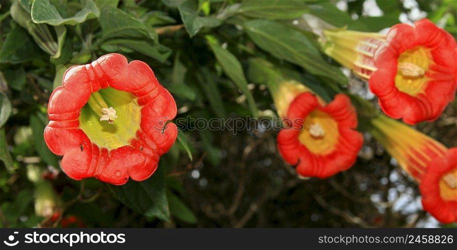 Red Angel"s Trumpet, Floripondio, Brugmansia sanguinea, Cuenca Province, Ecuador, South America, America