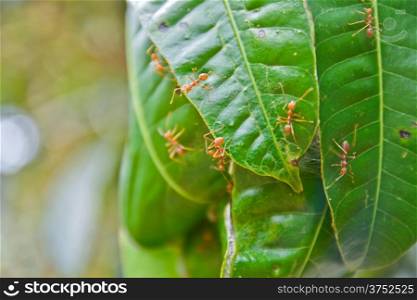 red ant nest on mango tree