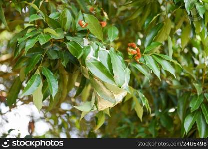 Red ant on lychee tree, Ant nest with leaf on green tree