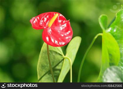 Red anthurium flower in the garden