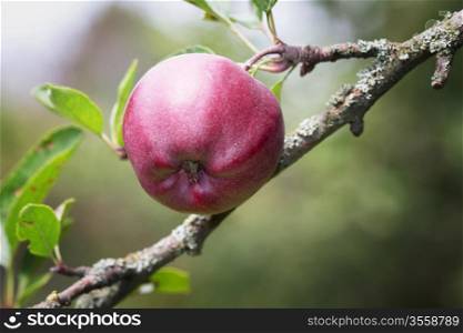 Red apple growing on a branch