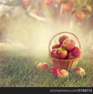 Red Apples in a Basket in a Garden