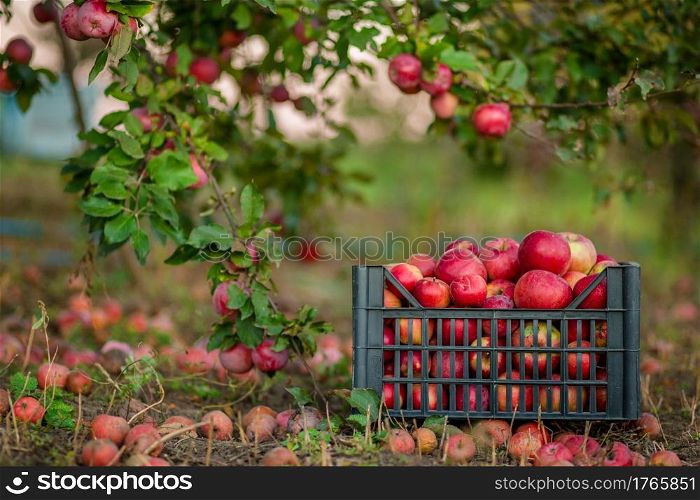 Red apples in baskets and boxes on the green grass in autumn orchard. Apple harvest and picking apples on farm in autumn.. Red apples in baskets and boxes on the green grass in autumn orchard.