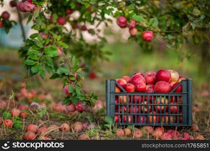 Red apples in baskets and boxes on the green grass in autumn orchard. Apple harvest and picking apples on farm in autumn.. Red apples in baskets and boxes on the green grass in autumn orchard.