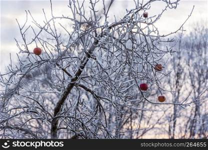 Red apples left to freeze on the tree in the cold days of german winter