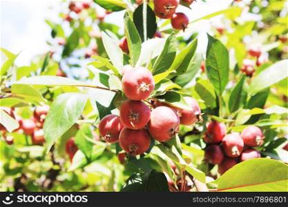 Red apples on a tree. Green Apple tree full of red apples. Red apples on apple tree branch in garden