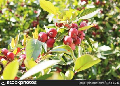 Red apples on a tree. Green Apple tree full of red apples. Red apples on apple tree branch in garden