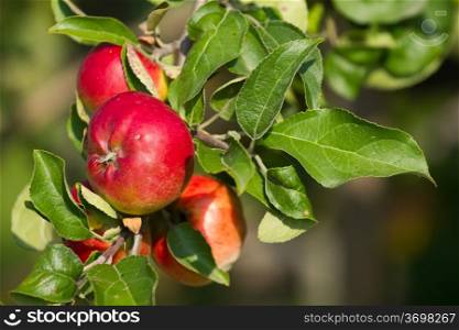 Red apples on the tree