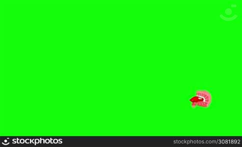 Red Aquarium cockerel fish floats in an aquarium. Animated Looped Motion Graphic Isolated on Green Screen
