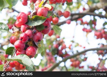 Red autumn berries on tree branch