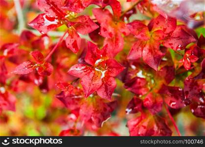 Red autumn foliage colorful background.