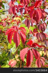 red autumn foliage (natural seasonal background)