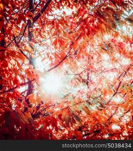 Red autumn foliage with sun backlight . Fall trees leaves in garden or park, outdoor nature background
